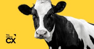 Cow looking into camera on yellow background